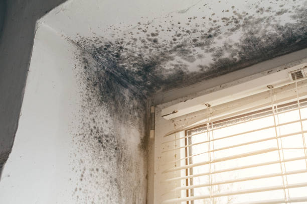 Affordable Basement Mold Remediation solutions in Wakefield, MI